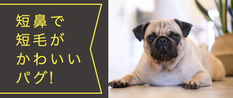 なんとも愛嬌のあるパグ！